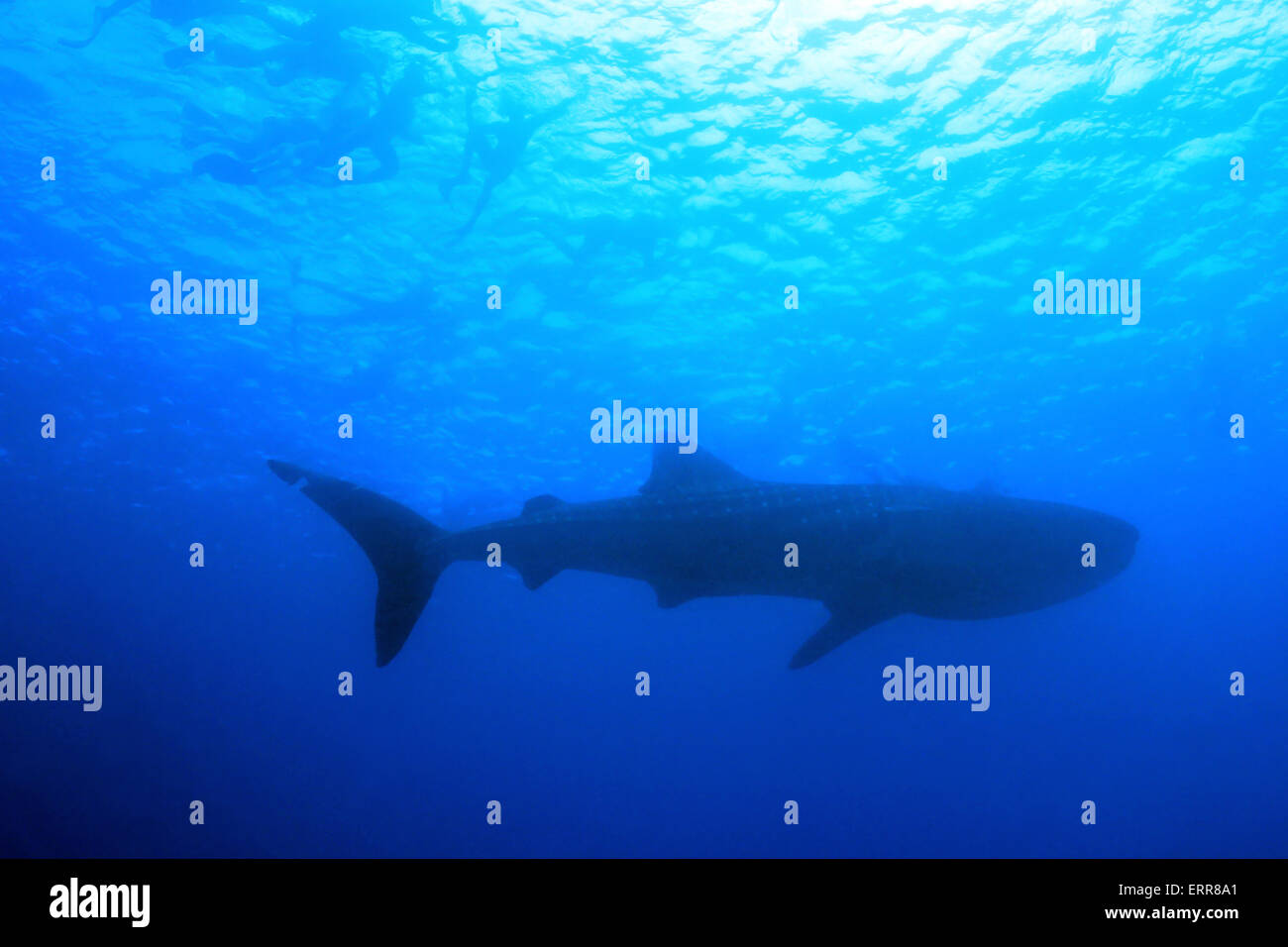 Whale Shark (Rhincodon Typus) and Snorkeler Silhouettes against the Surface from Below, South Ari Atoll, Maldives Stock Photo