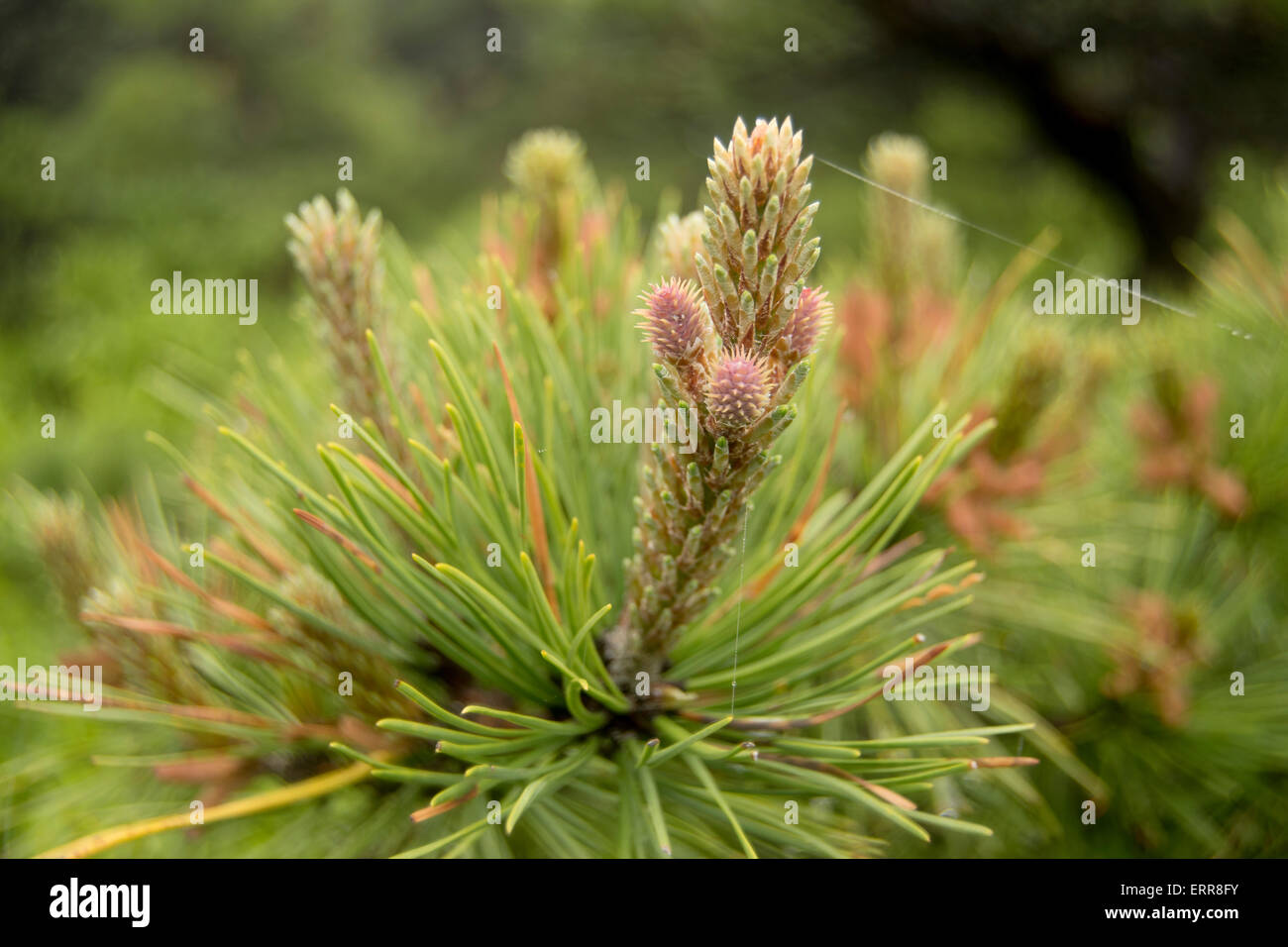 Pine bush new york hires stock photography and images Alamy