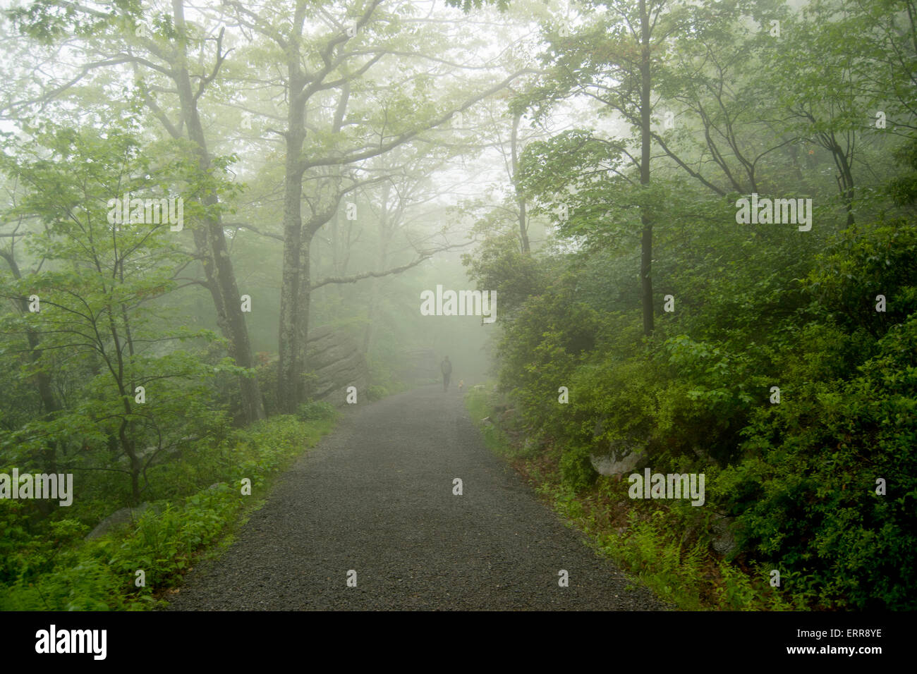 Sam's Point park, fog, trees and man walking away Stock Photo