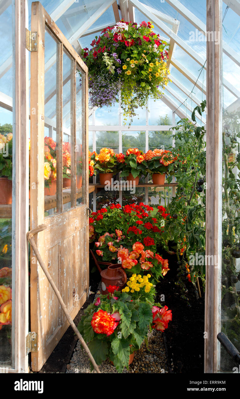 A greenhouse filled with begonias, part of the RHS Britain in Bloom display at The Hampton Court Flower Show, 2014 Stock Photo