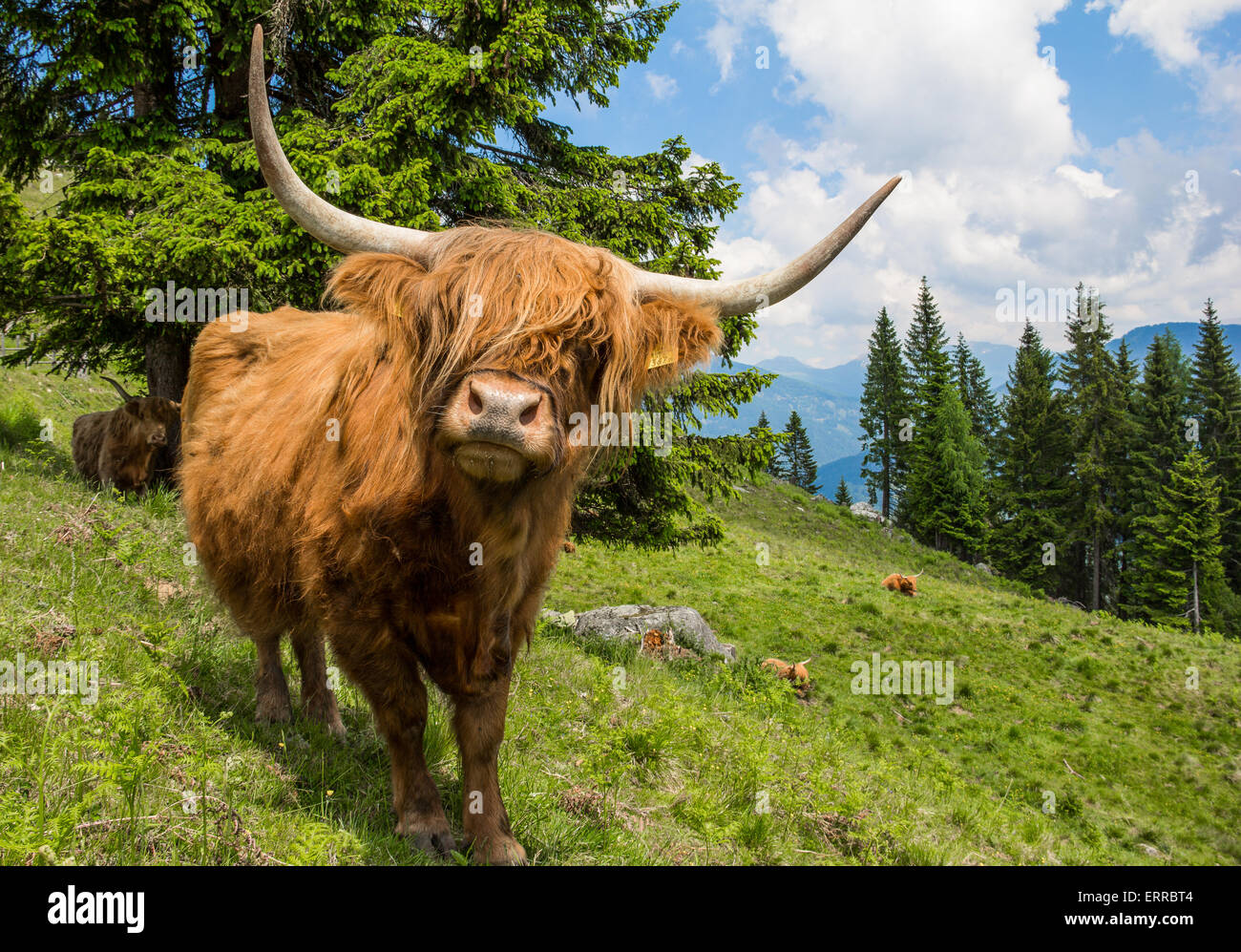Highland Cattle In The Nocky Mountains Of Carinthia Stock Photo