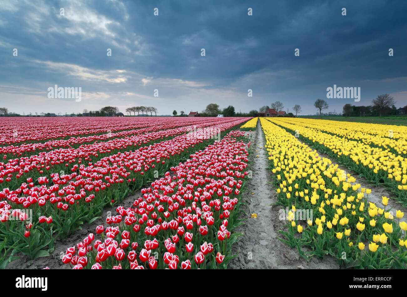 red and yellow tulip field on Dutch farmland Stock Photo - Alamy