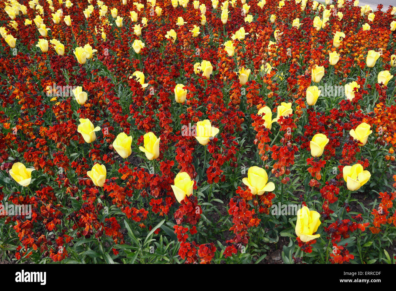 Ornamental Garden feature with Daffodils and Wallflowers Stock Photo