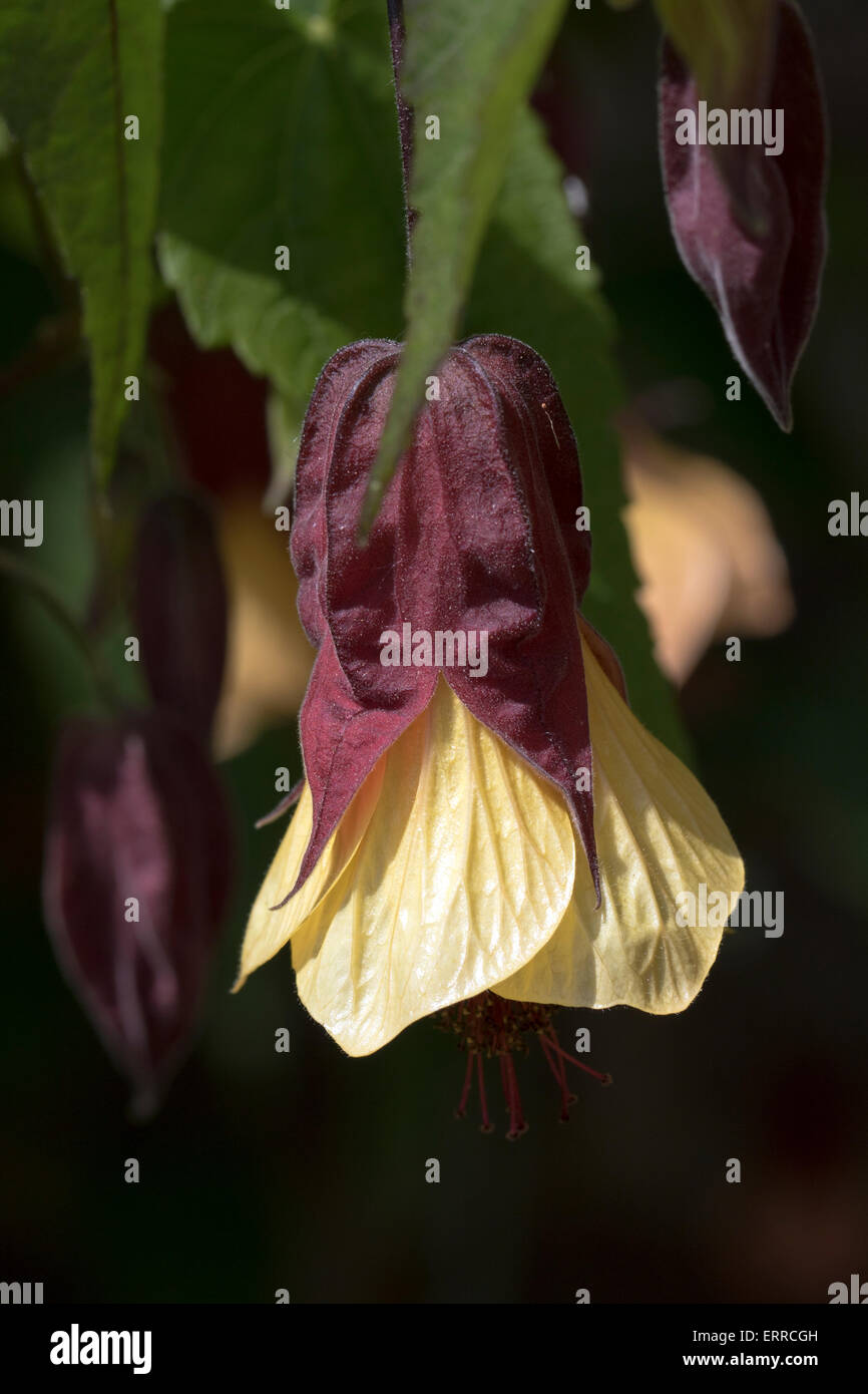 Abutilon - 'Kentish Belle' - in full bloom Stock Photo