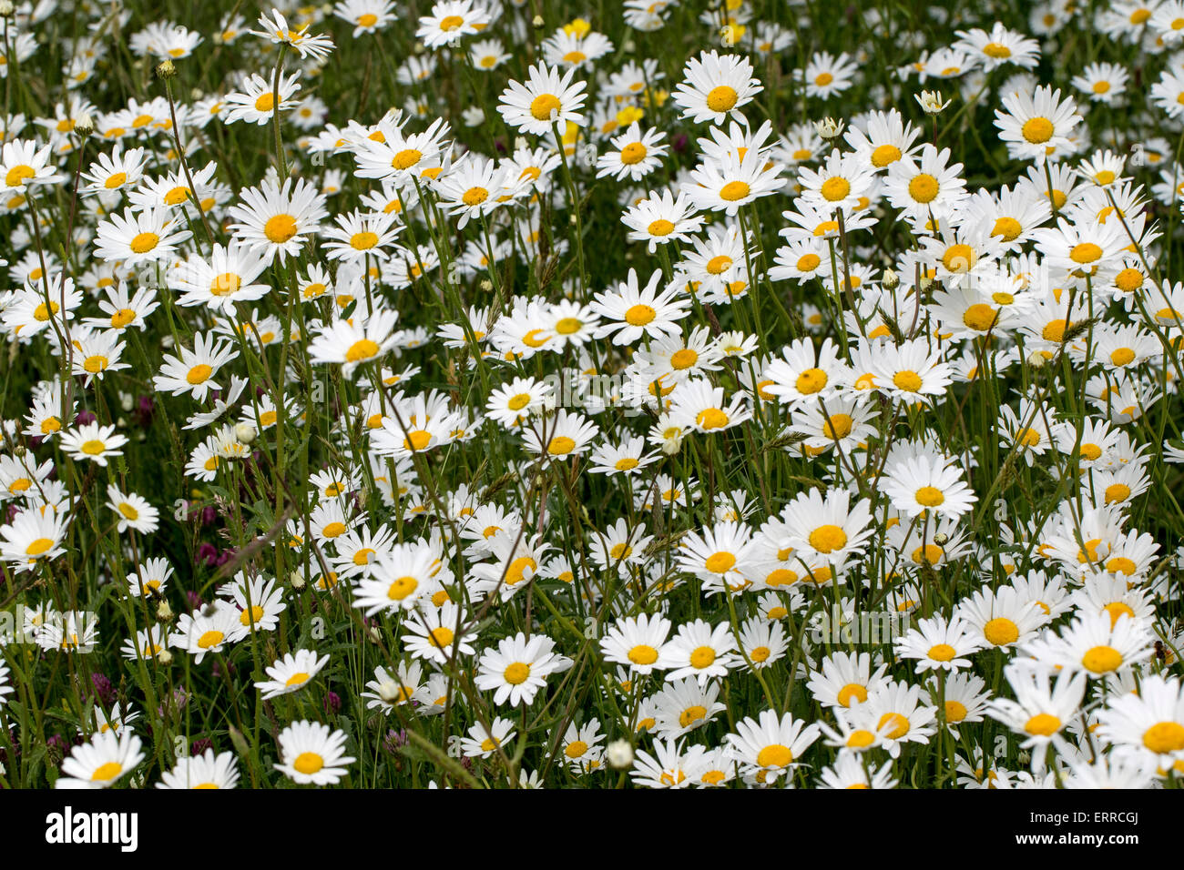 A mass of oxeye daisies in a Sussex field Stock Photo