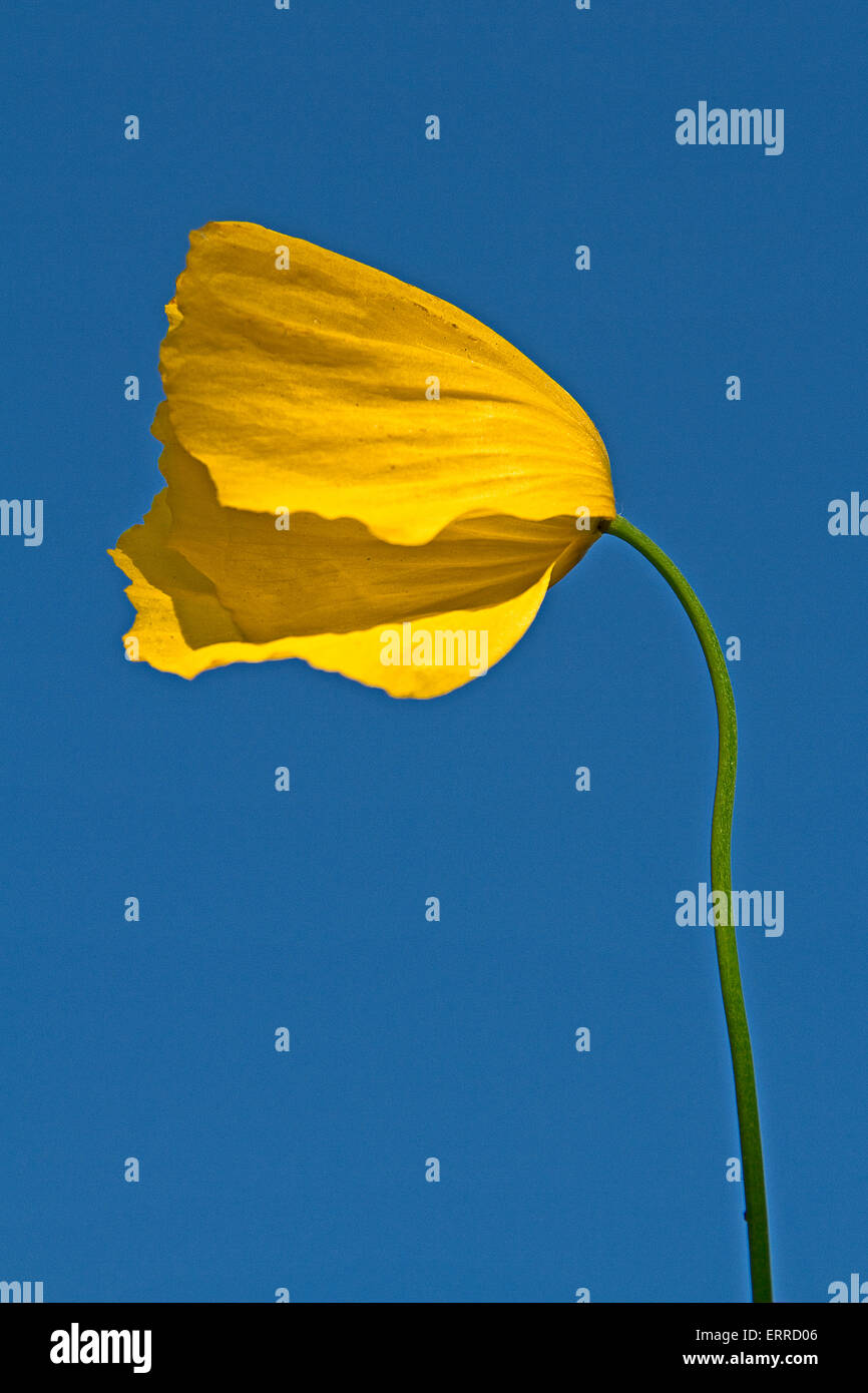 Yellow Poppy Stock Photo