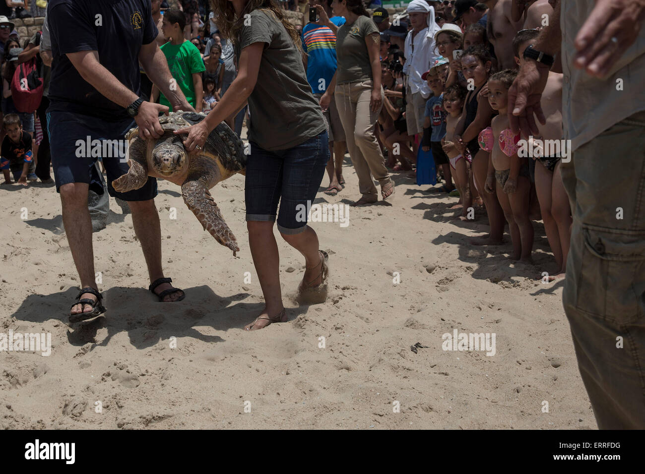 (150607) -- ASHKELON (ISRAEL), June 7, 2015 (Xinhua) -- Naima, thirty-year-old loggerhead sea turtle, is released back into the Mediterranean Sea at the Ashkelon beach, southern Israel, on June 6, 2015. The turtle was treated at the Sea Turtle Rescue Center, run by the Israel National Nature and Parks Authority, after it was found injured on the Michmoret beach. (Xinhua) Stock Photo