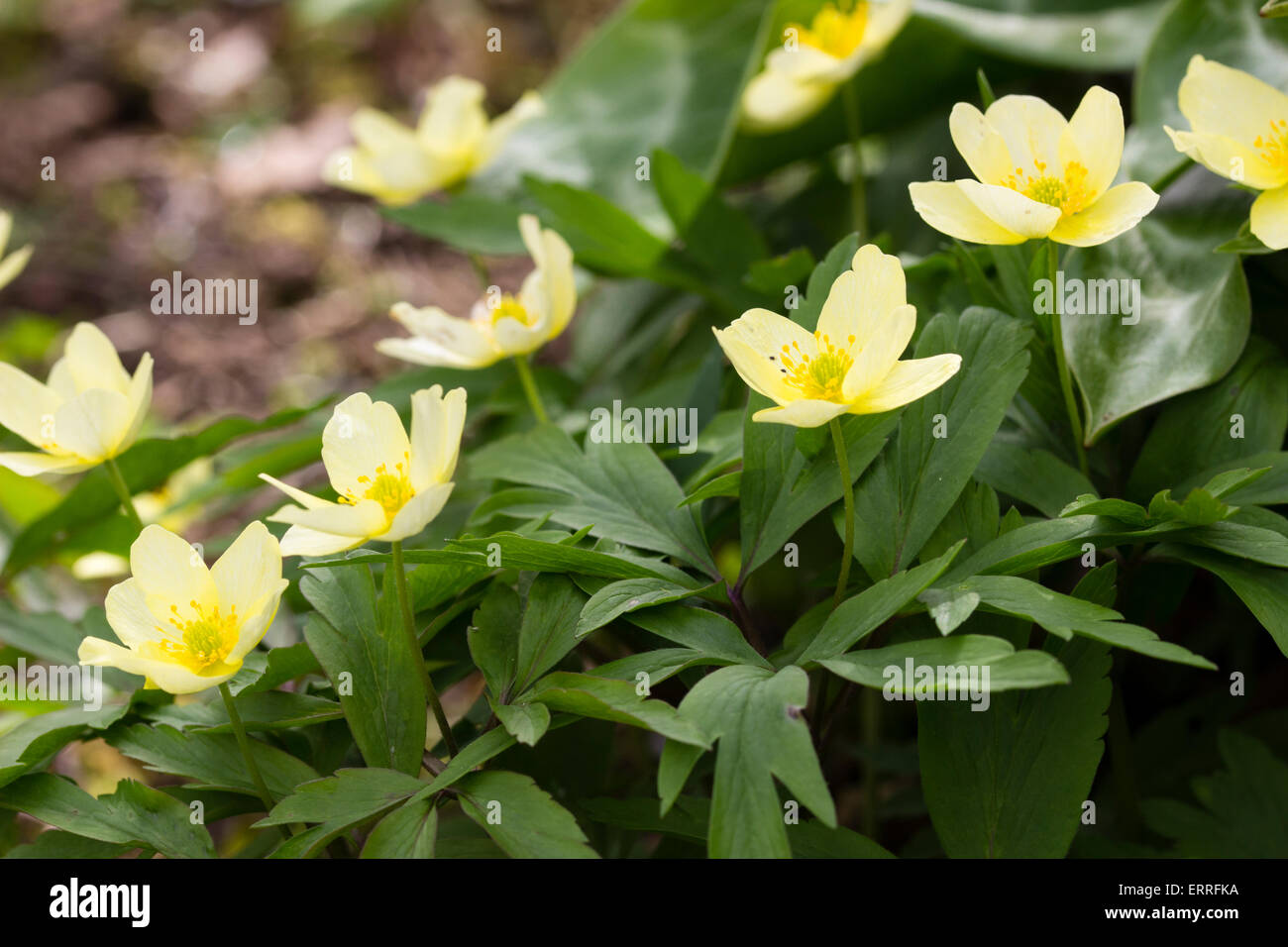 Pale yellow spring flowers of the hybrid wood anemone, Anemone x lipsiensis Stock Photo