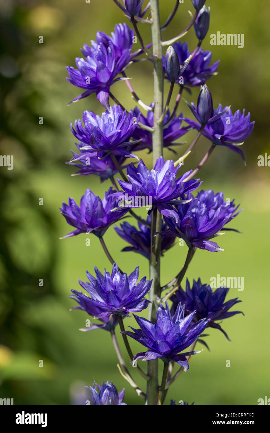 Blue double flowers of the tall, late spring blooming bulb, Camassia