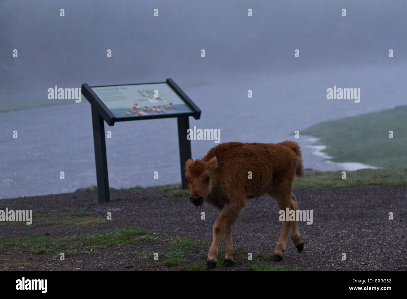 Curious bison calf walks near Yellowstone National Park interpretative sign on a misty spring morning. Stock Photo