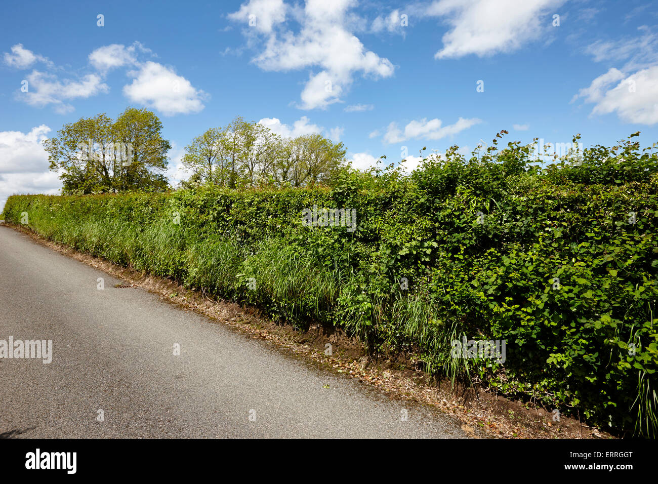 traditional irish hedgerow border of a field and local rural lane in county monaghan ireland Stock Photo