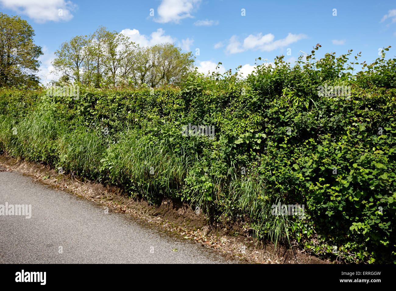 traditional irish hedgerow border of a field and local rural lane in county monaghan ireland Stock Photo