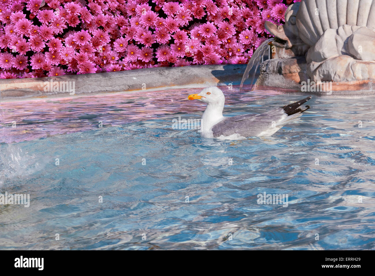 seagull in fountain Stock Photo