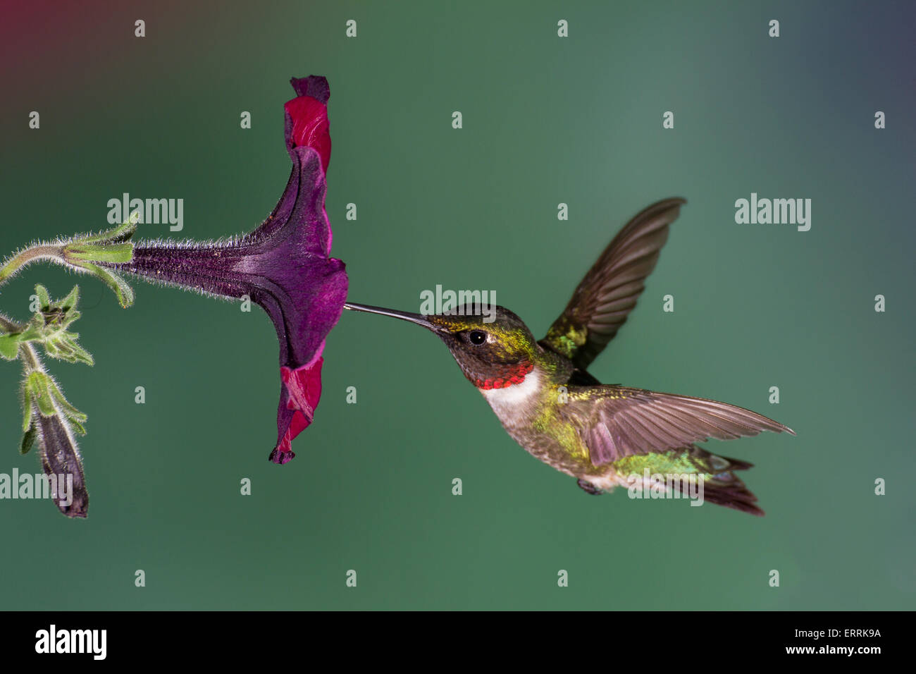 A ruby-throated hummingbird flying into a petunia flower. Stock Photo