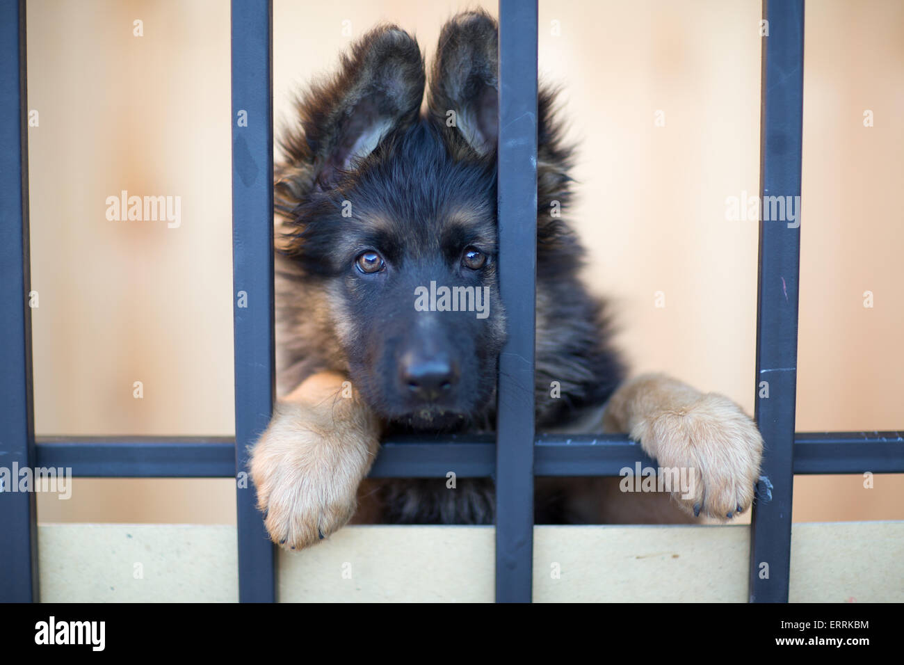 Unhappy puppy behind bars in shelter Stock Photo