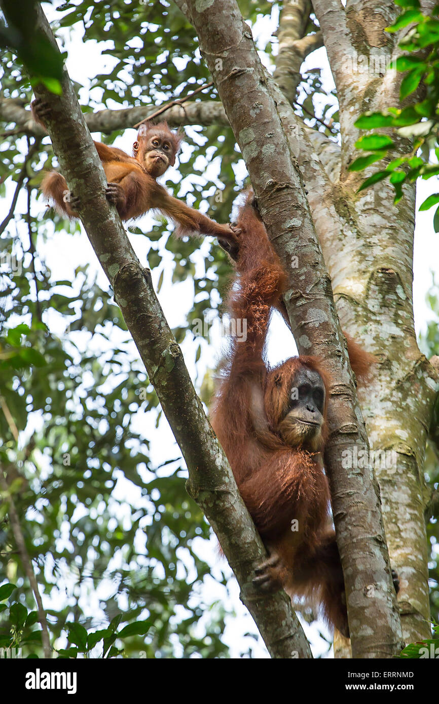 Female orangutang with a baby hanging on a tree in Gunung Leuser National Park, Sumatra, Indonesia Stock Photo