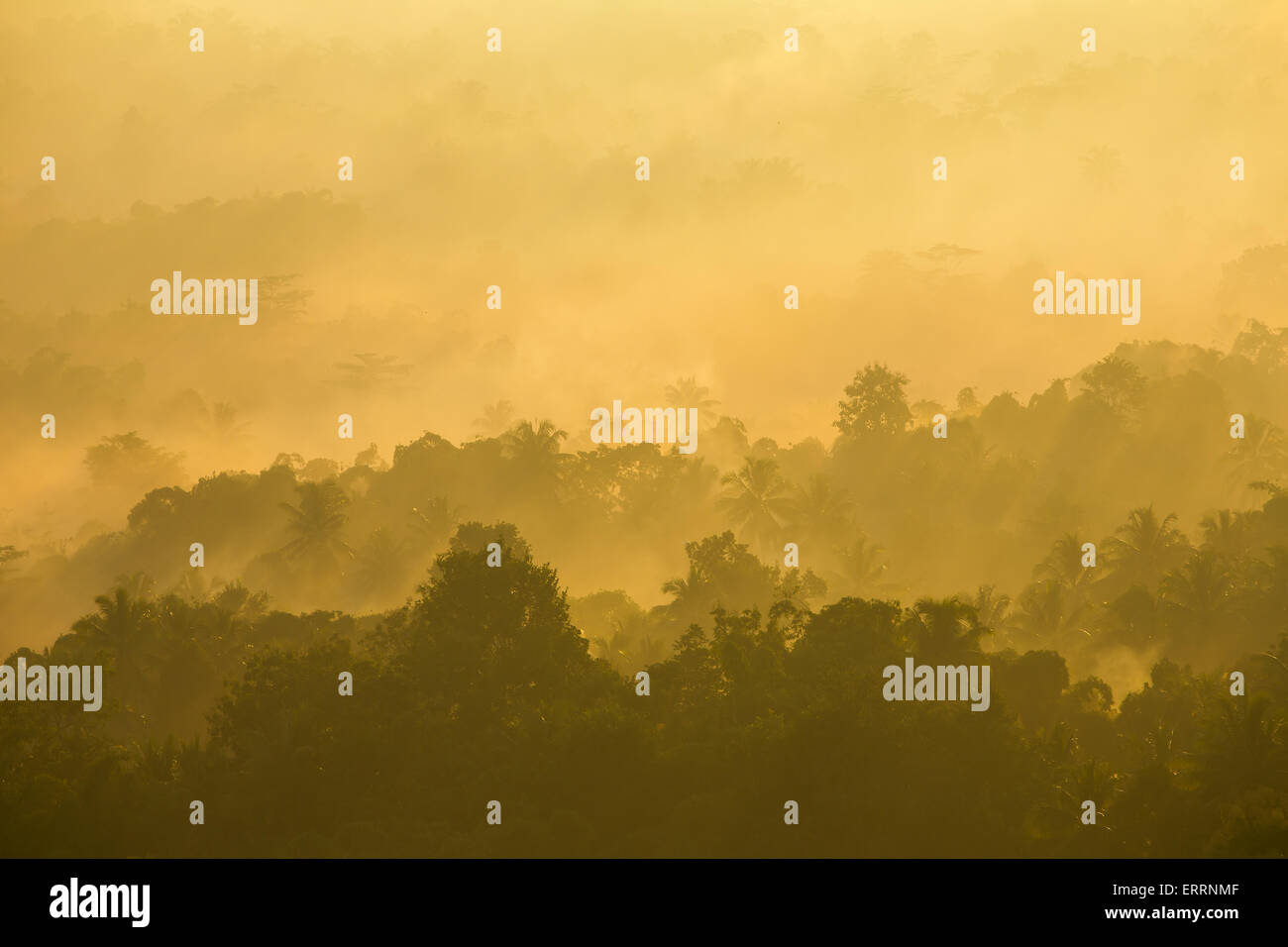 Beautiful landscape of the tropical forest during sunrise Stock Photo