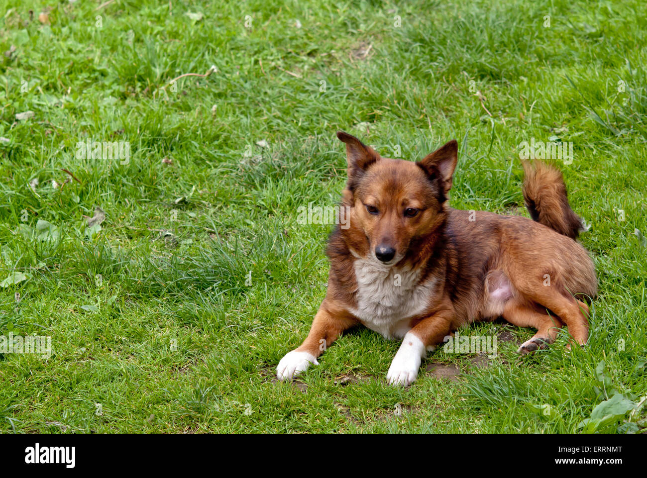 animals, pets, mammal, domestic, dog, isolated, green, white, lawn, sitting, grass, obedience, one, cute, small, affectionate, y Stock Photo