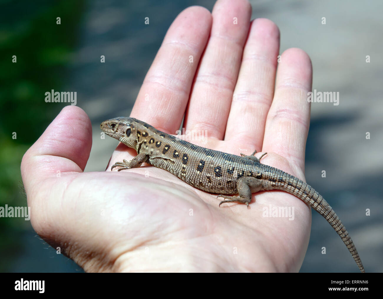 the lizard (Lacerta agilis) on men hand Stock Photo