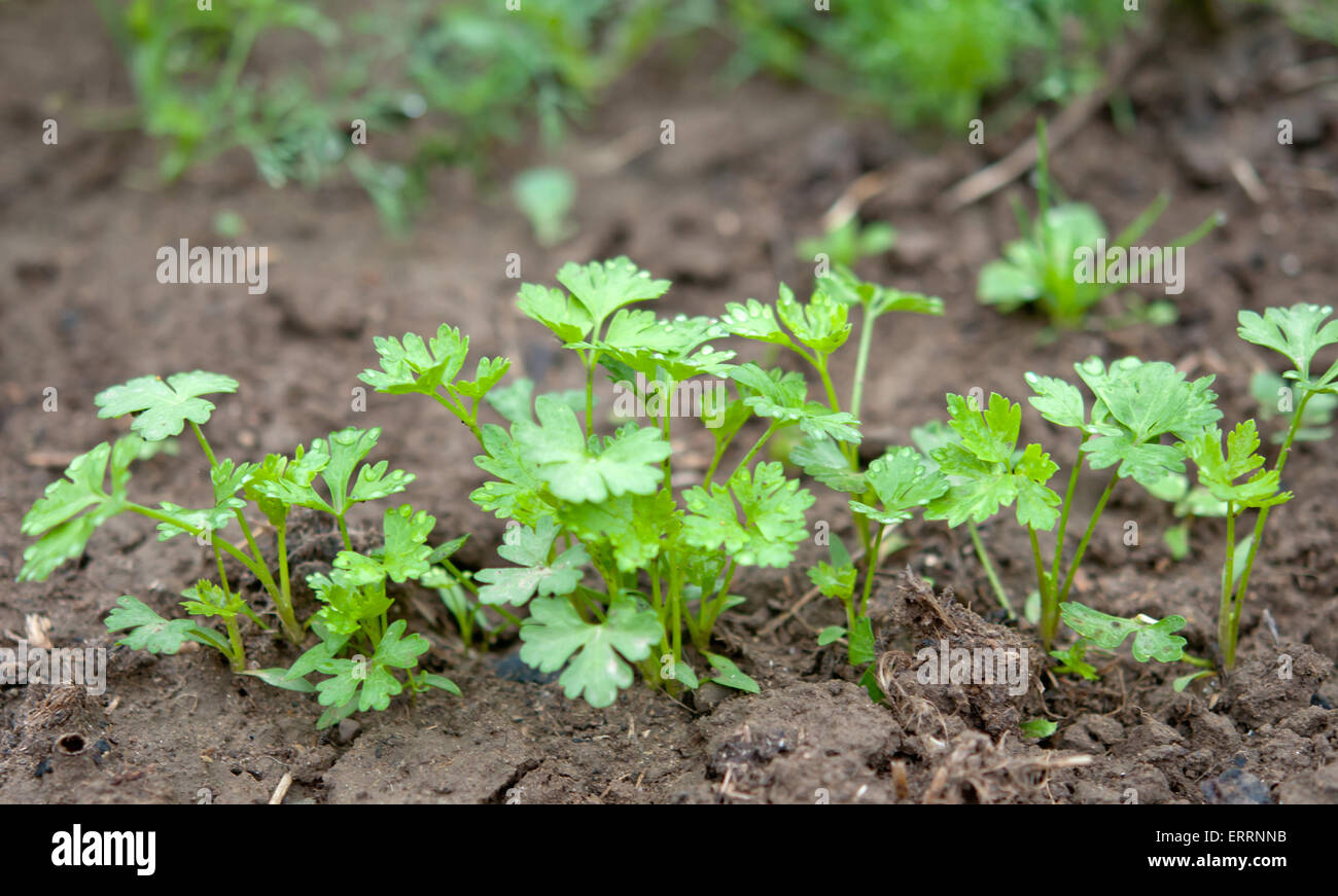 parsley in a close view on dark fertile rich soil Stock Photo