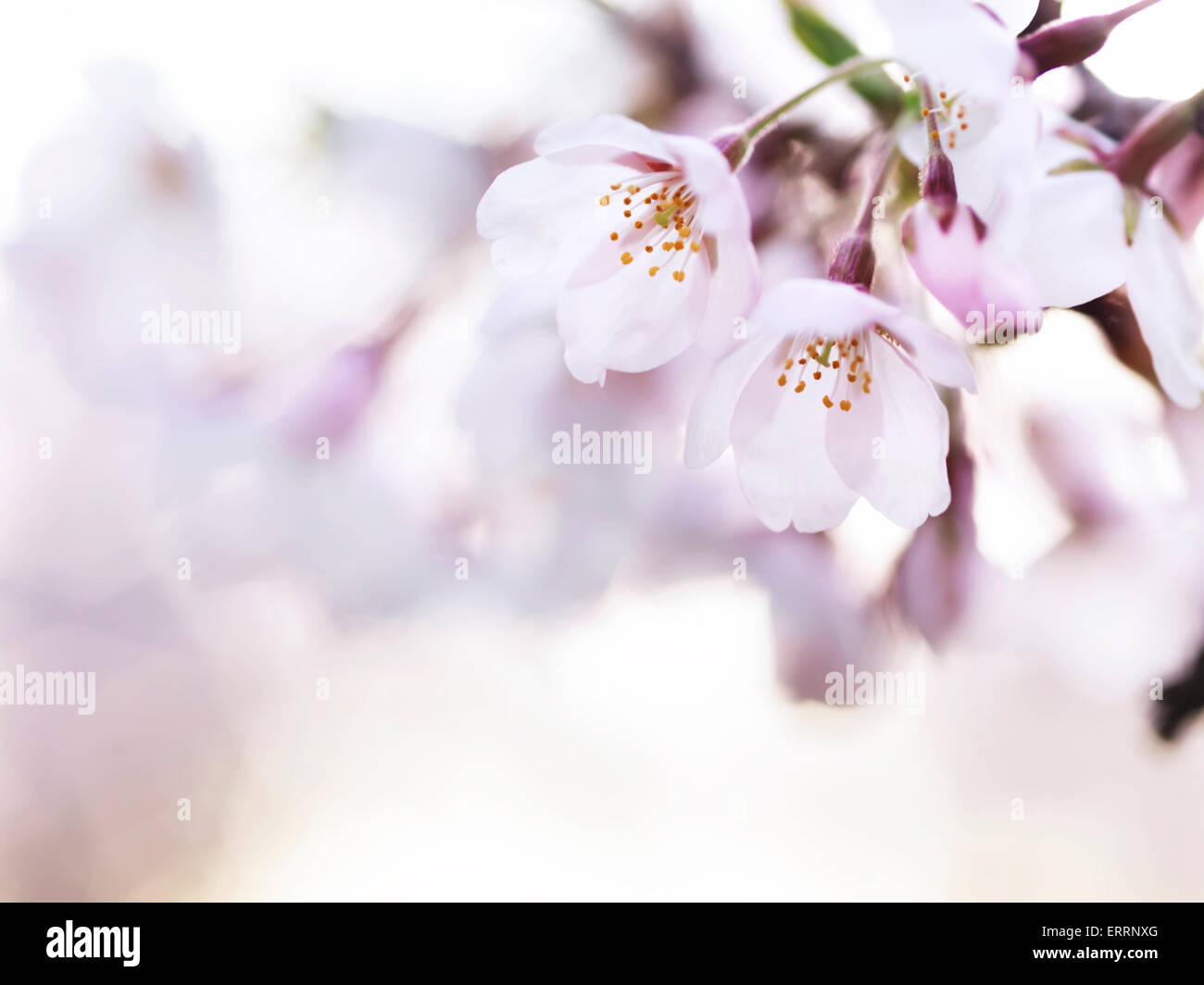 Beautiful pink cherry blossom closeup of flowers with artistic blurry ...