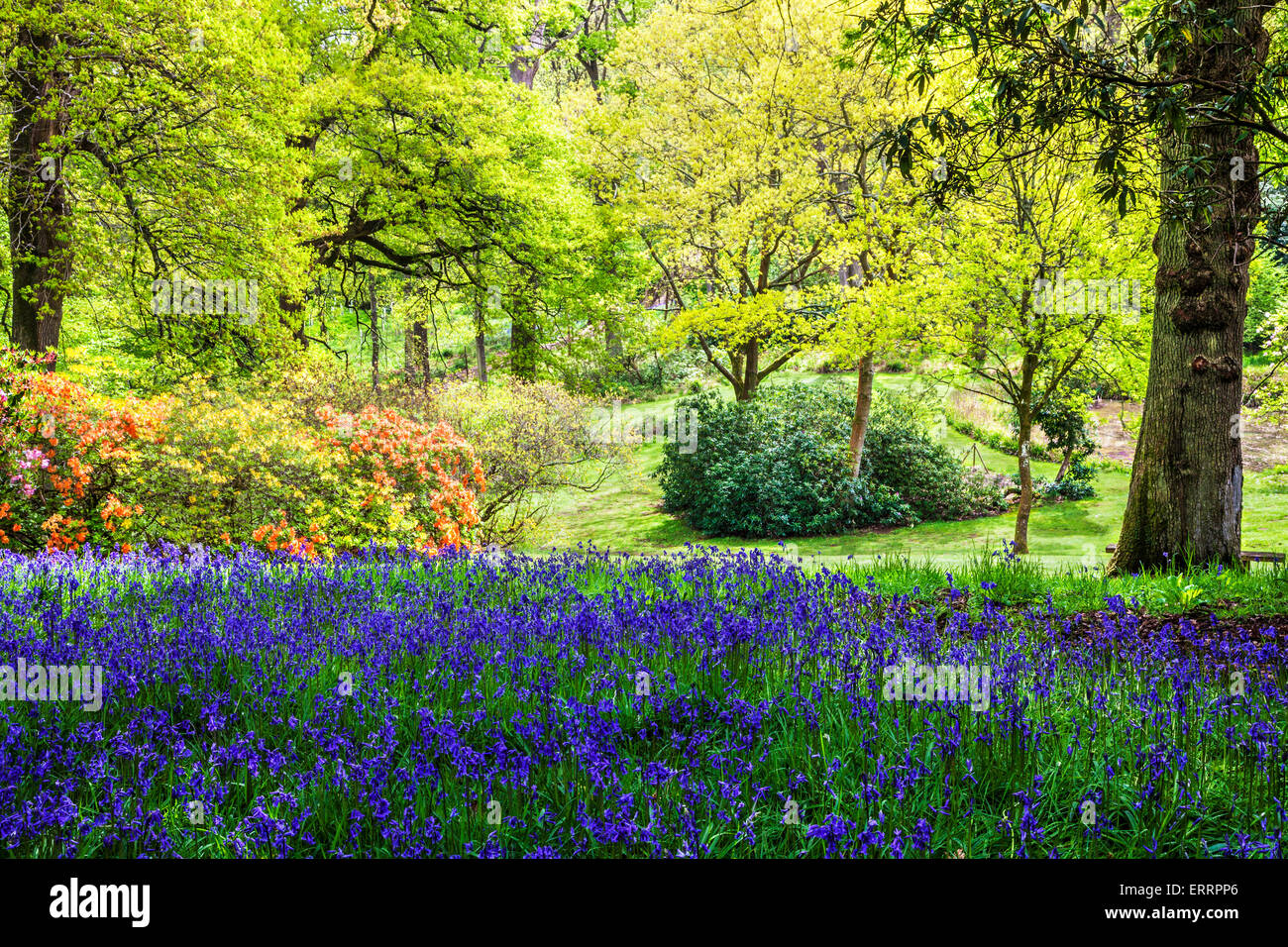 Rhododendrons and bluebells in the woods of the Bowood Estate in Wiltshire. Stock Photo