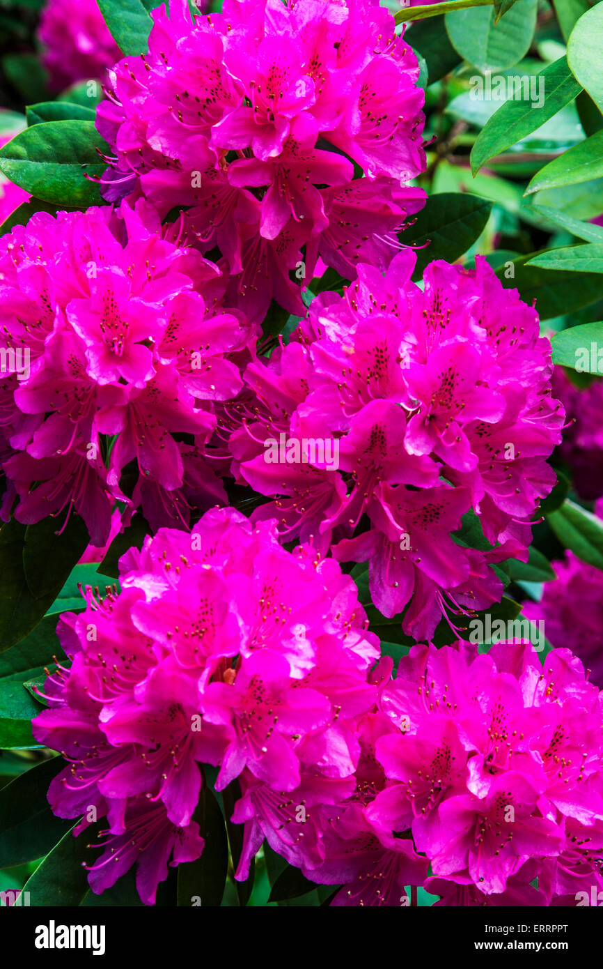 Pink rhododendron flowers in full bloom. Stock Photo
