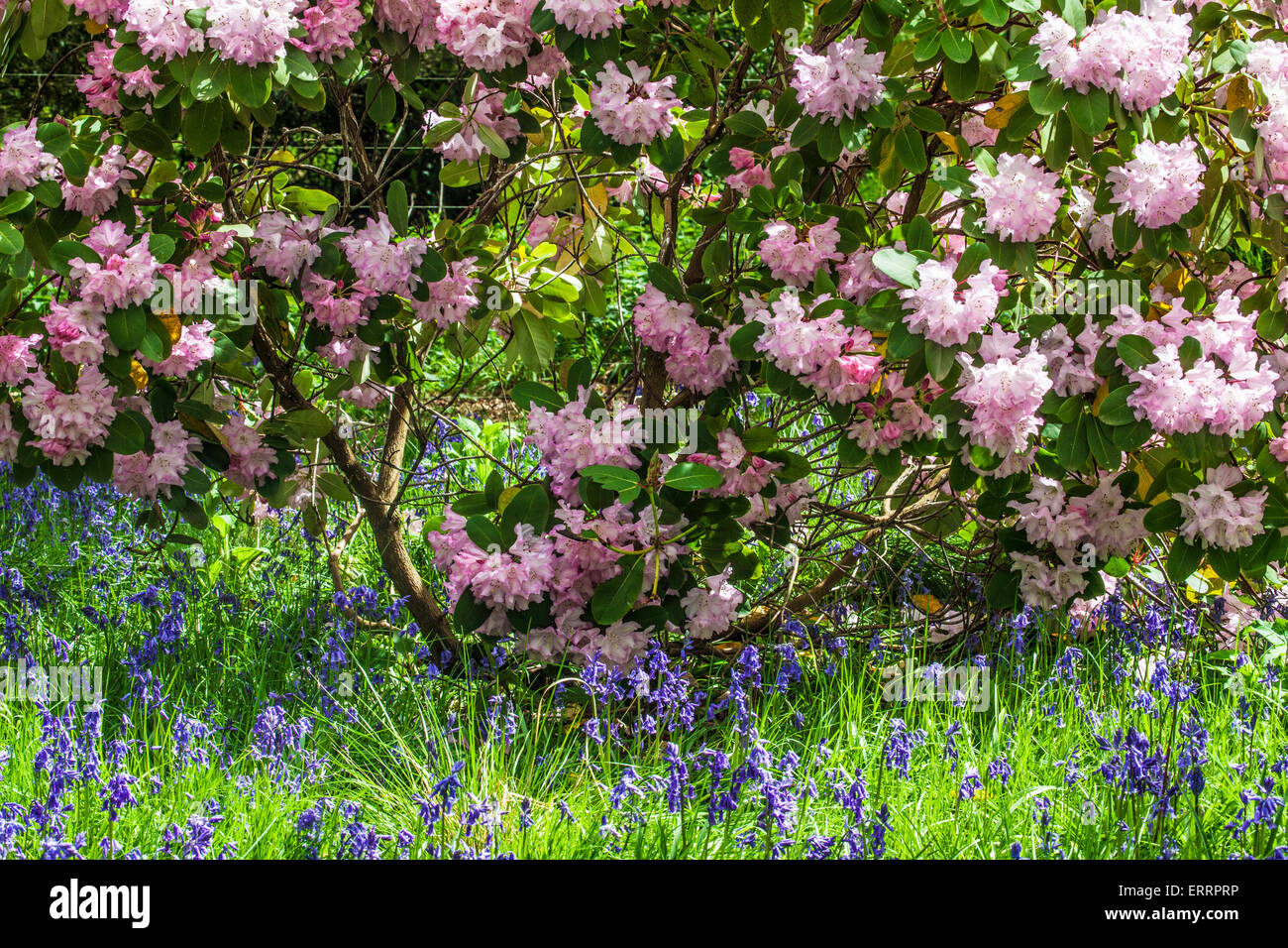 Rhododendrons and bluebells in the woods of the Bowood Estate in Wiltshire. Stock Photo