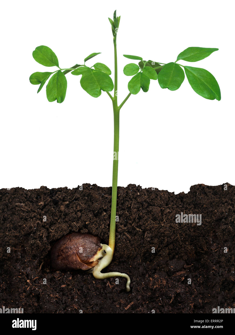 Moringa Oleifera plant growing from a seed in soil isolated on white background Stock Photo