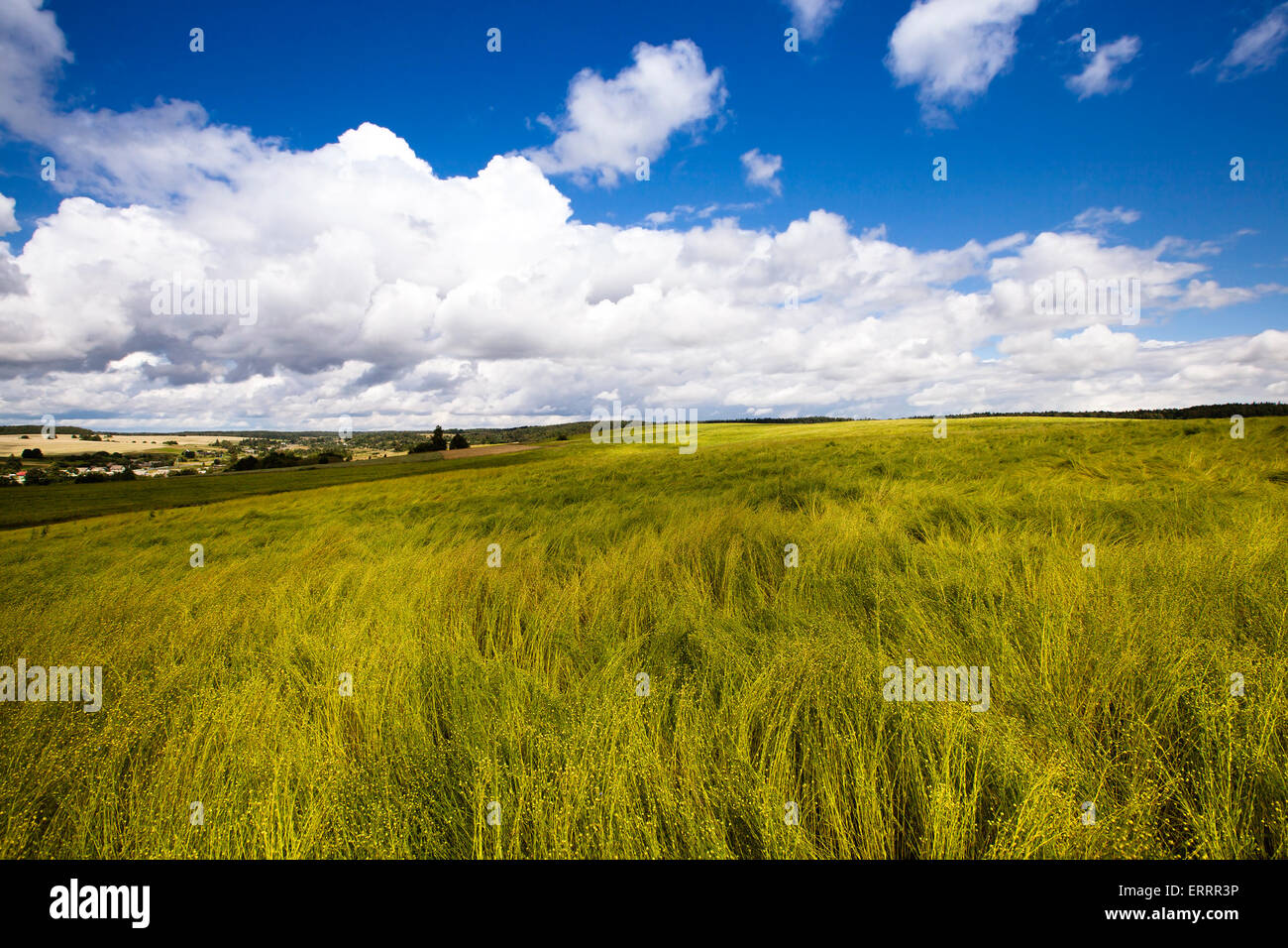 Close up barley field blowing hi-res stock photography and images - Alamy