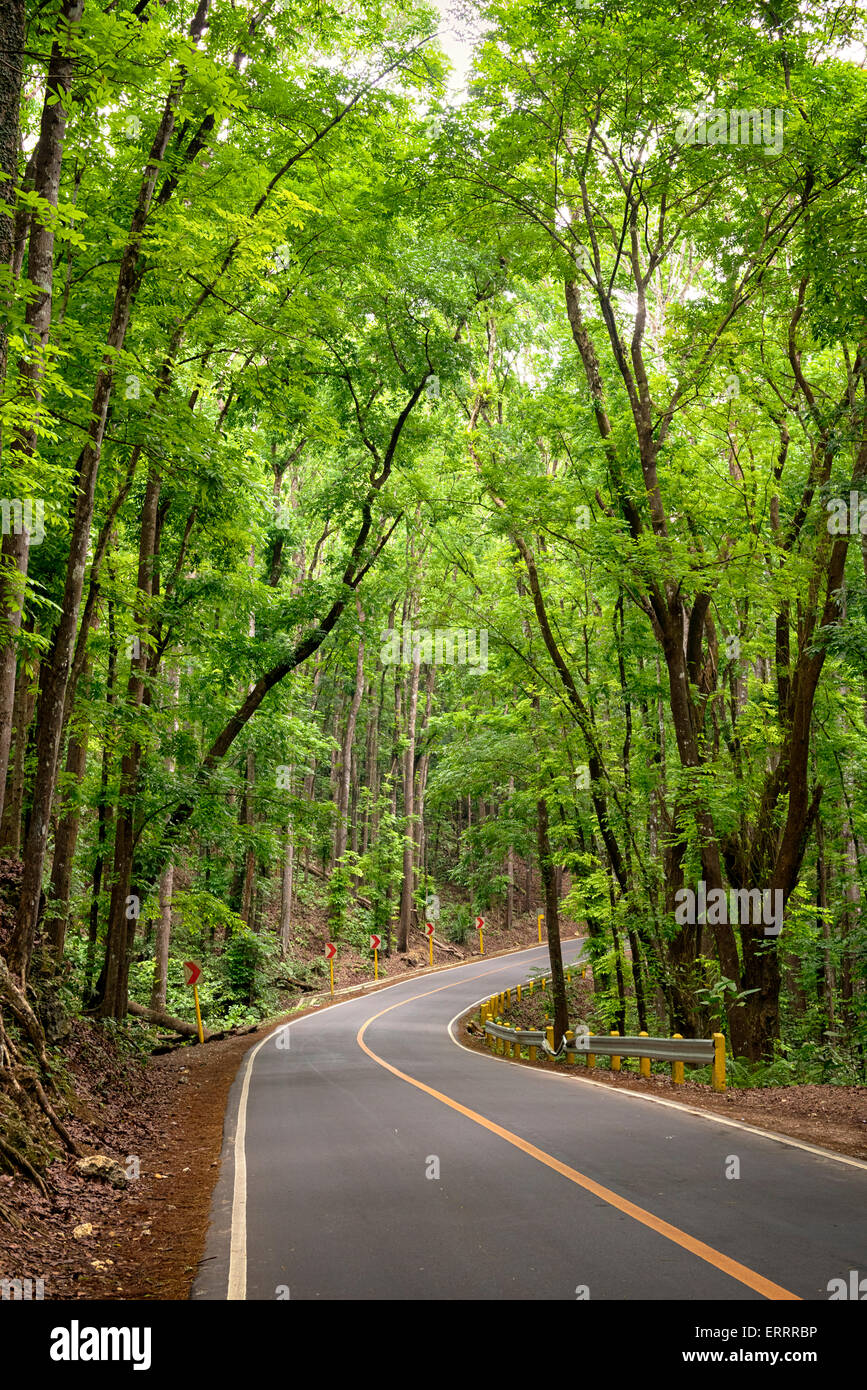 Loboc ManMade Forest, Bohol Philippines Stock Photo Alamy