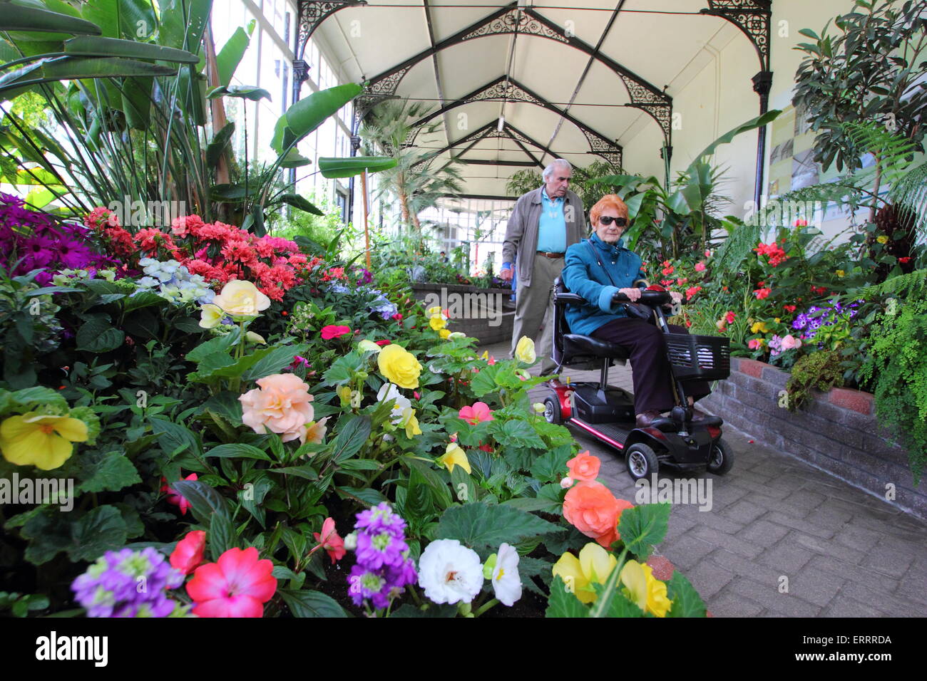 A woman in a mobility scooter surveys the floral display in the hothouse at the Pavilion Gardens in Buxton Derbyshire England UK Stock Photo