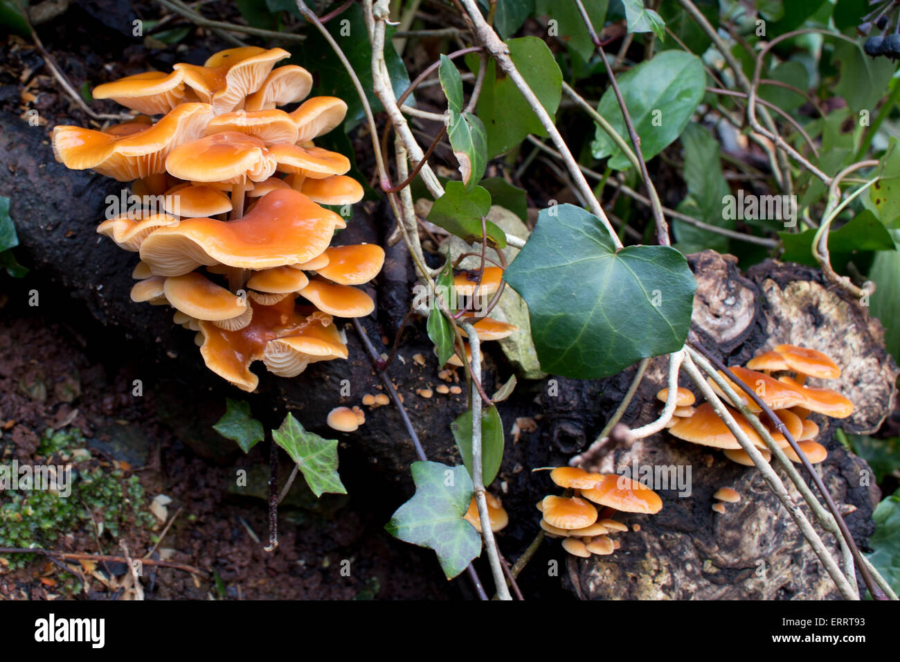 Bracket Fungus growing on a decaying log, Avon Gorge, Bristol, England, UK. Stock Photo