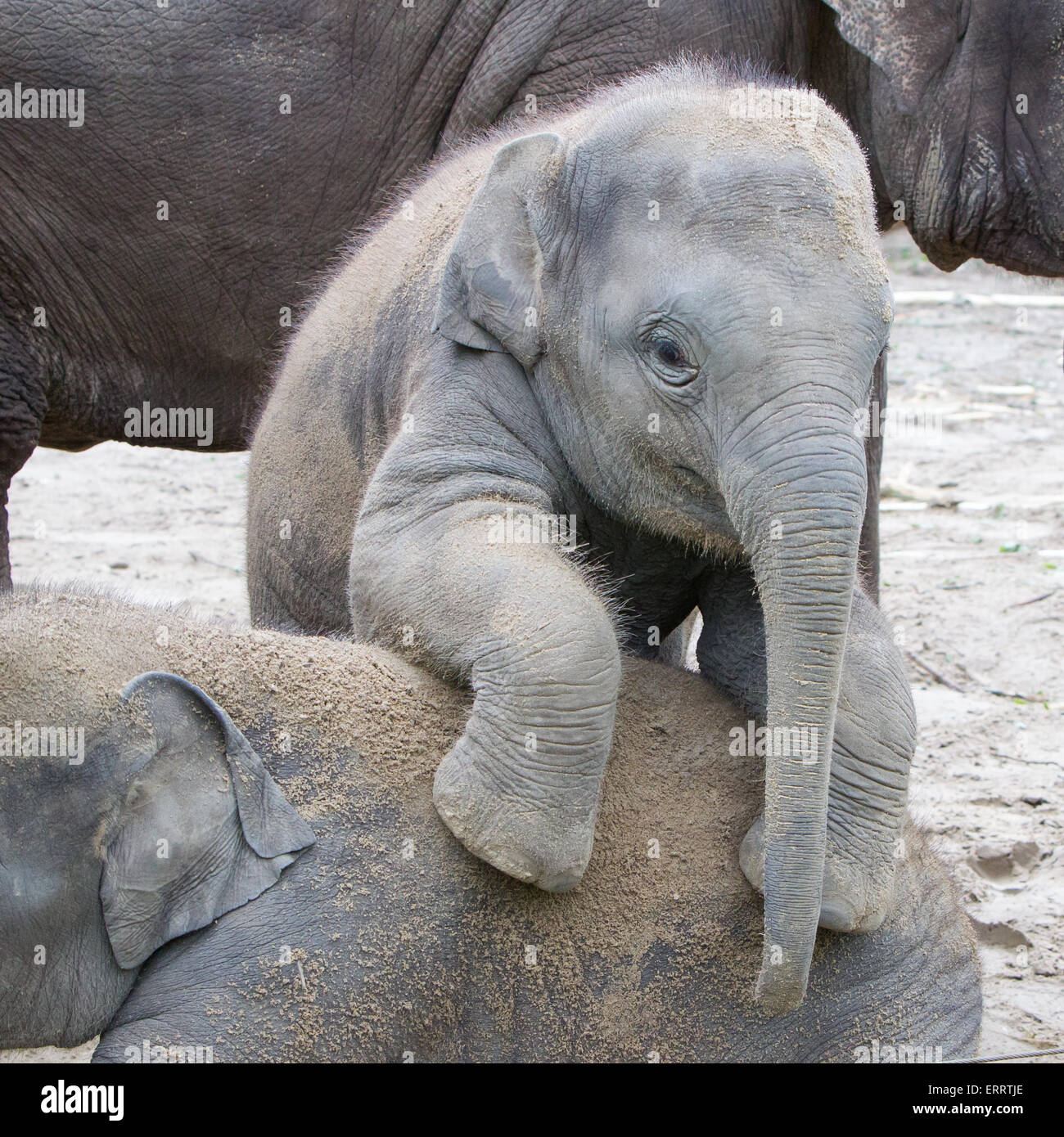 Two baby elephants playing in the sand Stock Photo Alamy