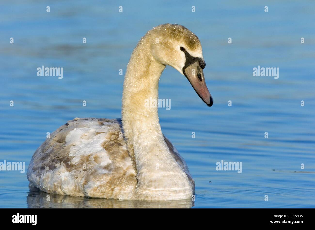 young mute swan Stock Photo Alamy