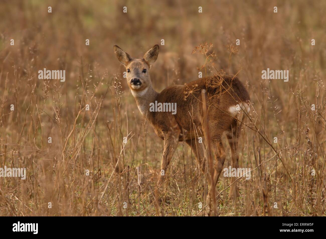 Roe deer female autumn hi-res stock photography and images - Alamy