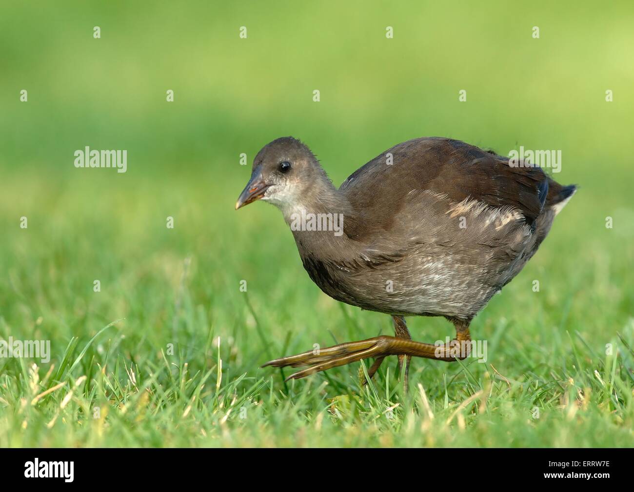 Young moorhen hires stock photography and images Alamy