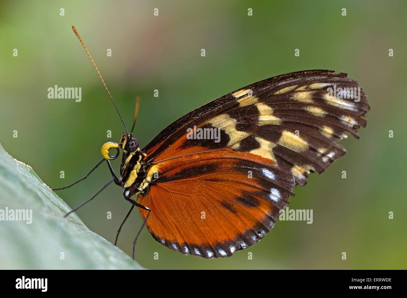 butterfly Stock Photo