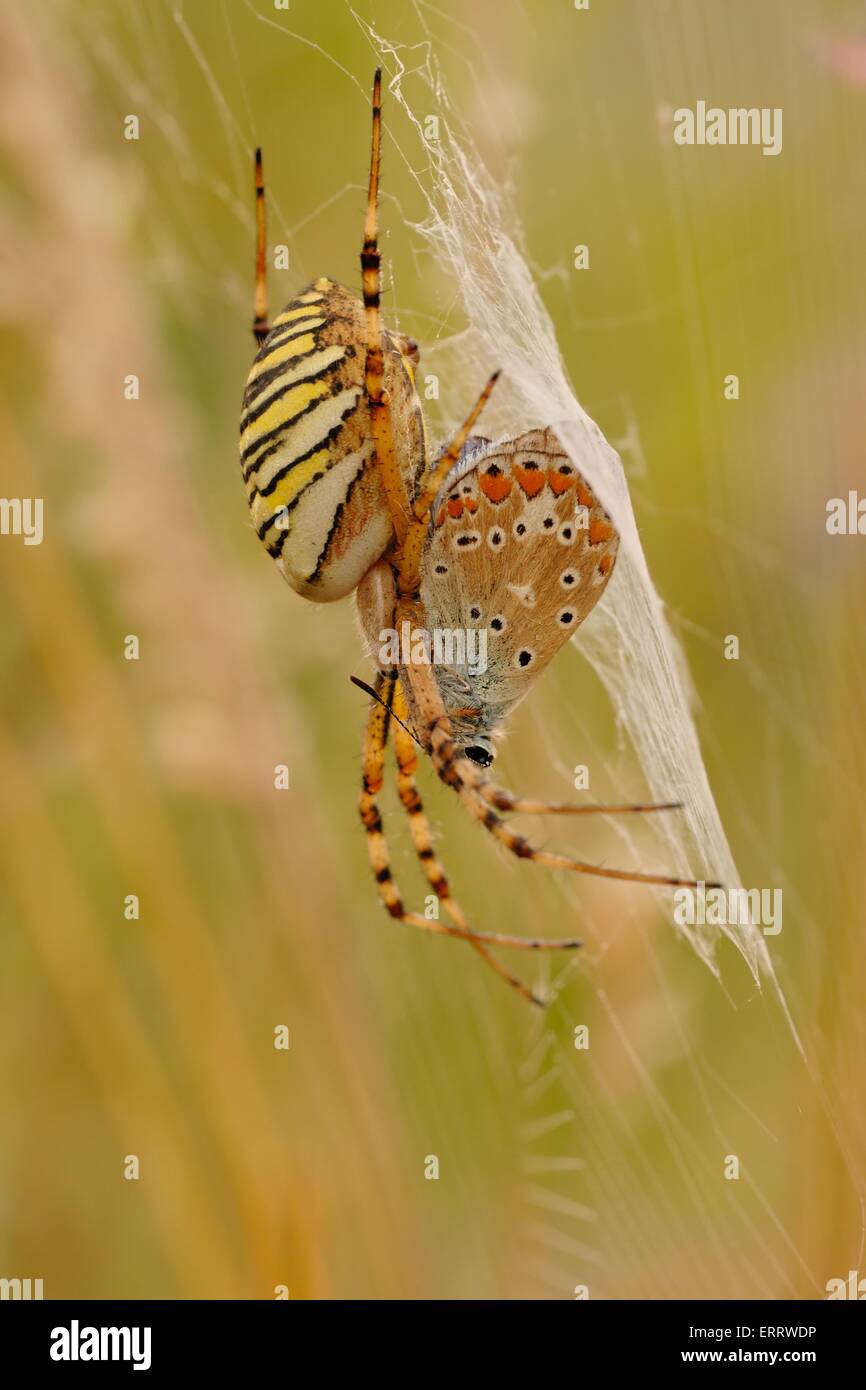 spider with prey Stock Photo