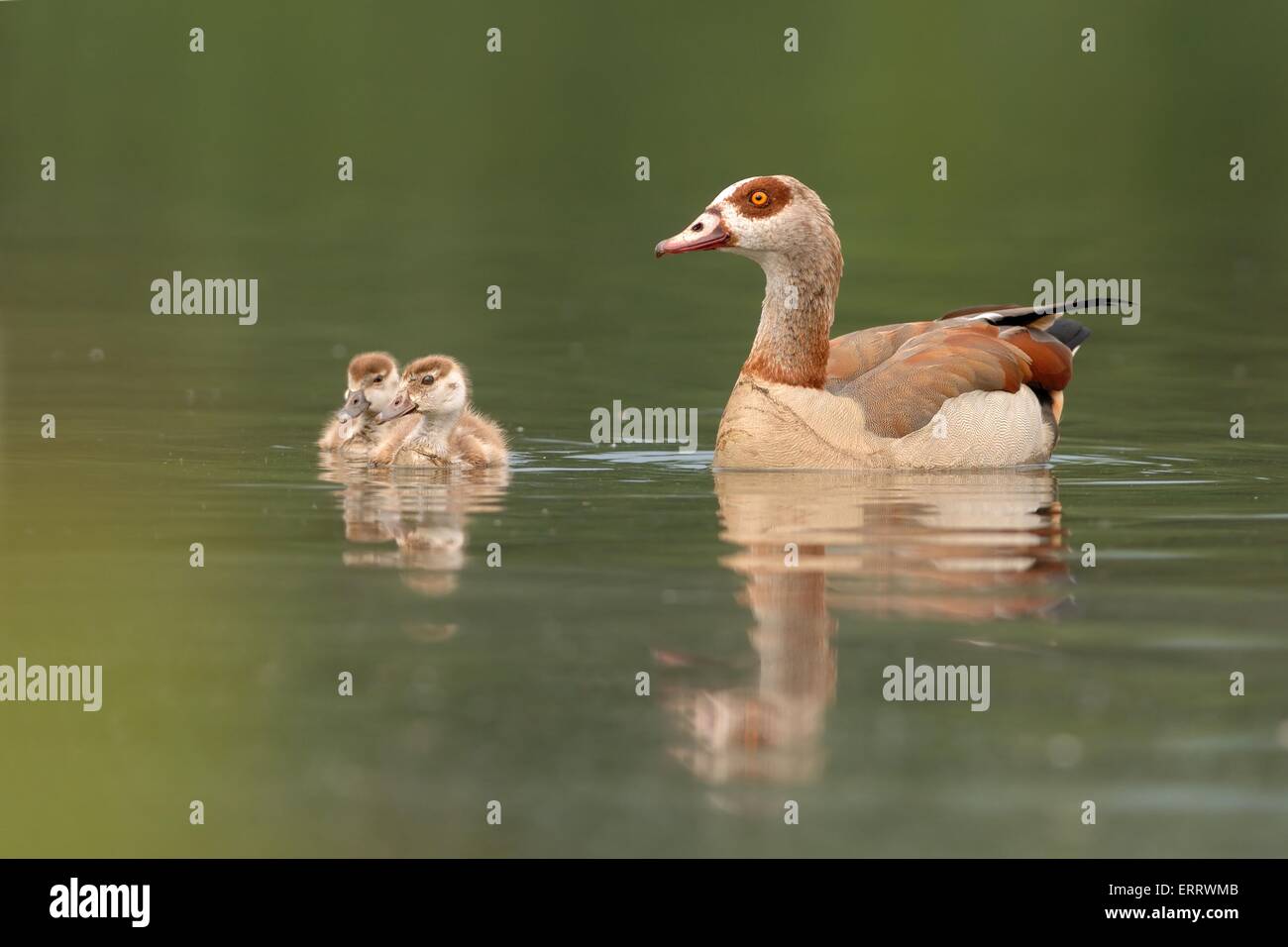 mother with fledglings Stock Photo