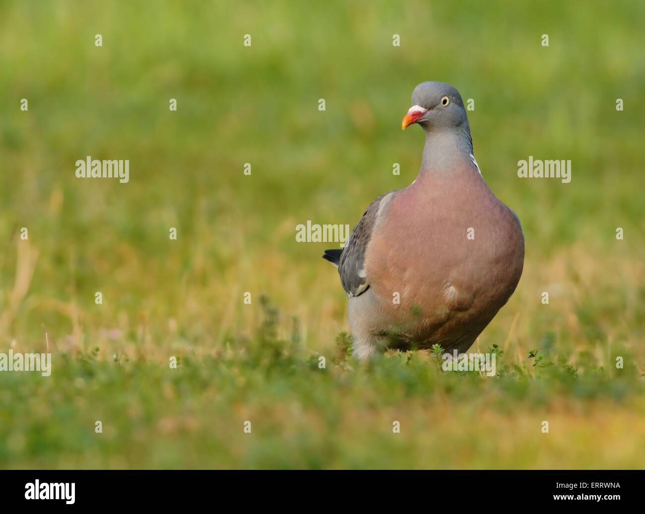 Common Wood Pigeon Stock Photo Alamy