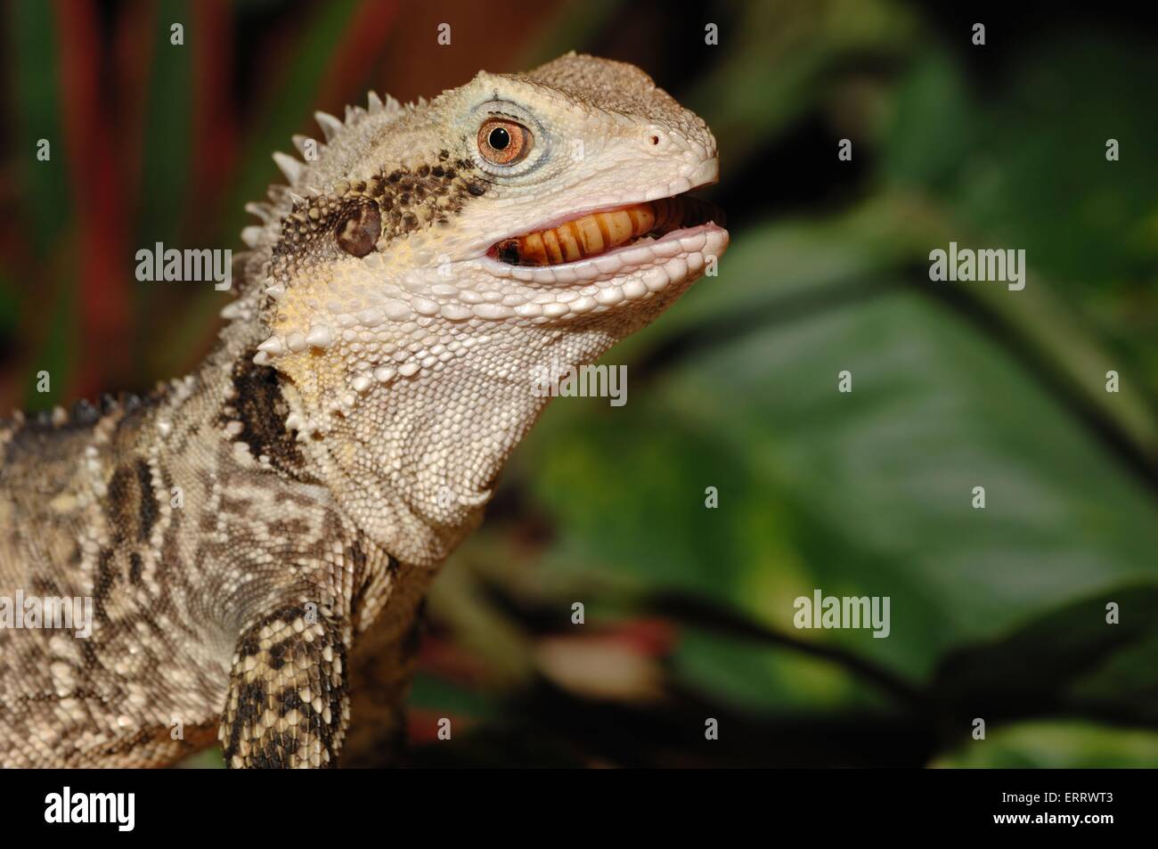 Australian water dragon Stock Photo - Alamy