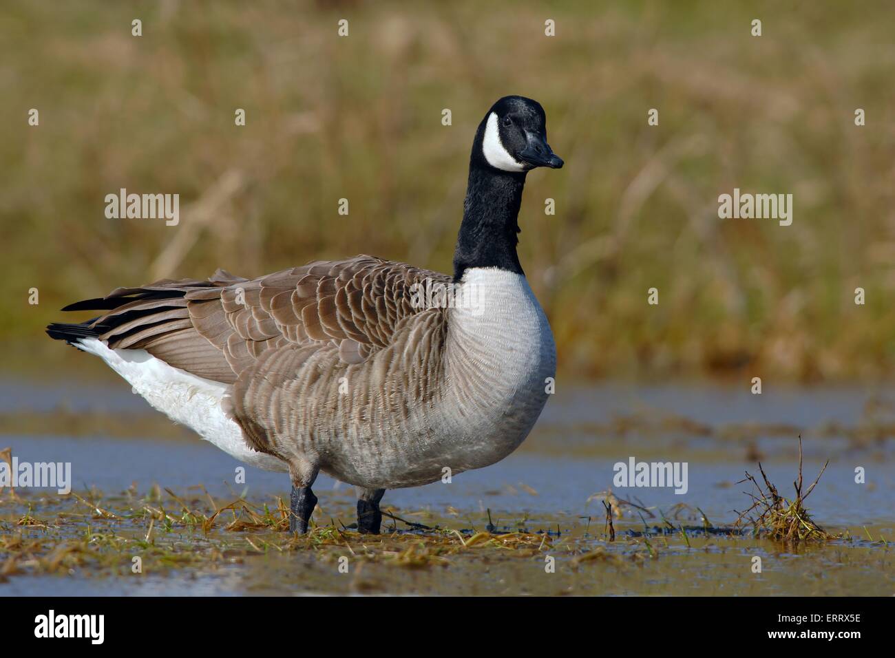 Canada goose madrid zoo top