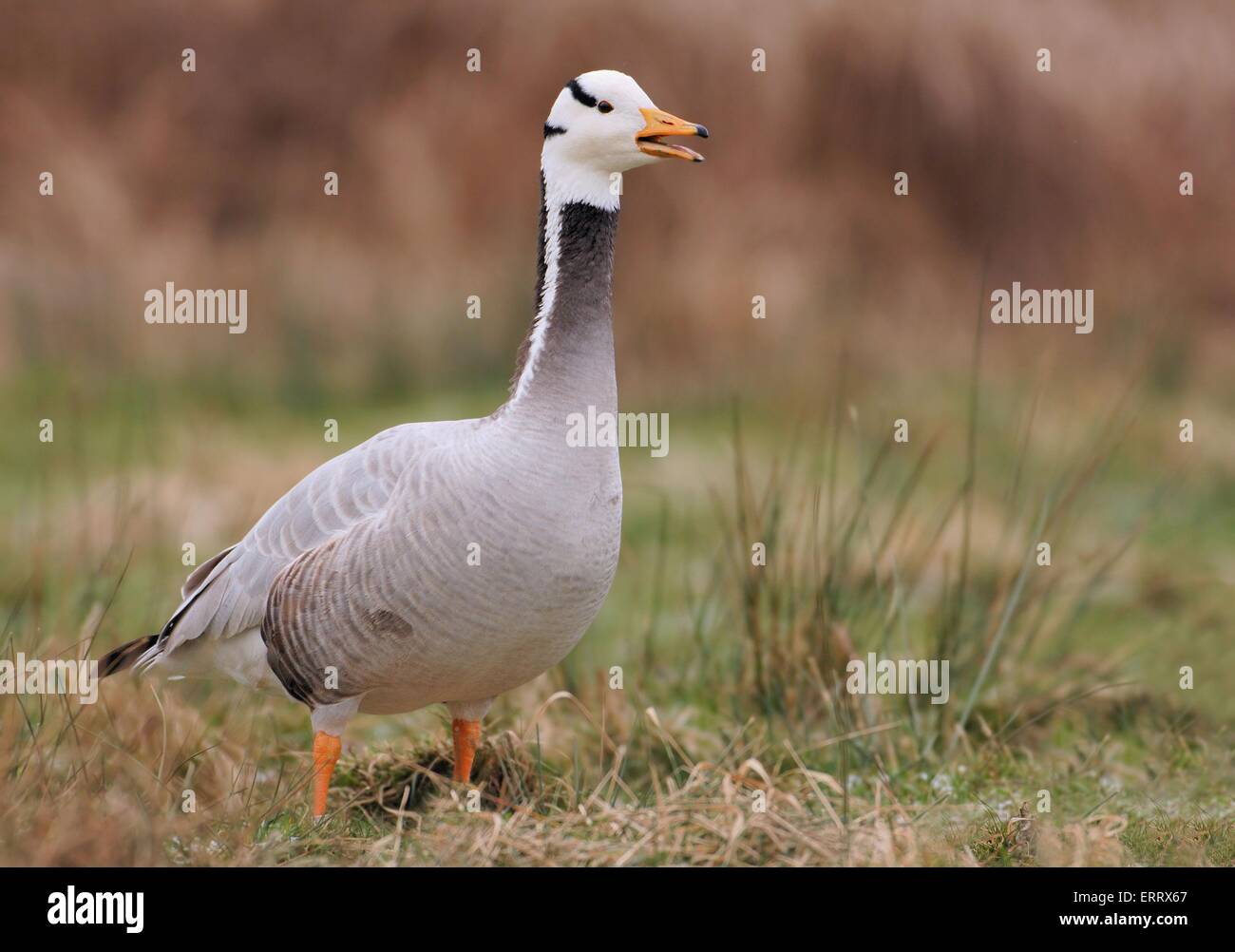 White headed goose hi-res stock photography and images - Alamy