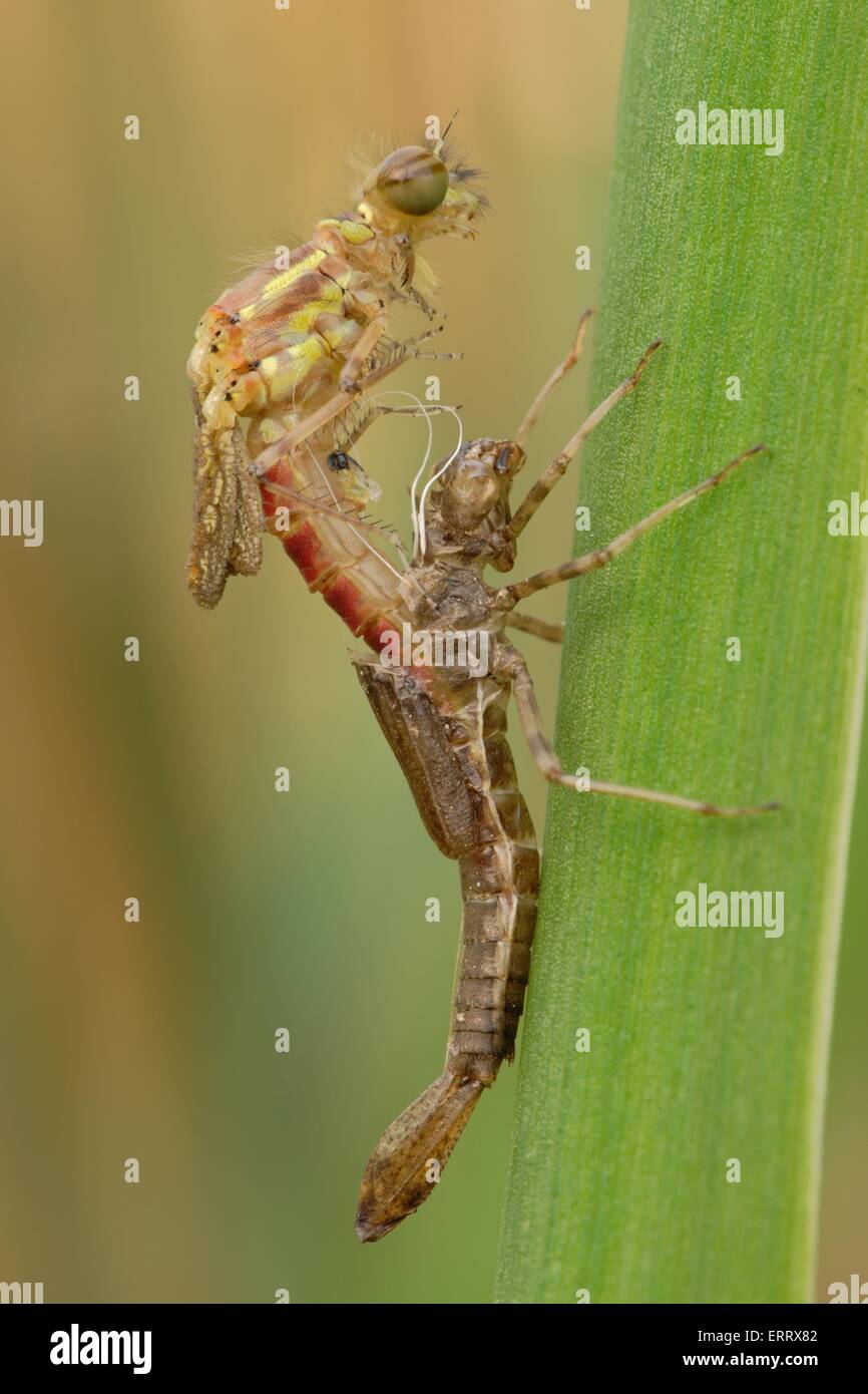 large red damselfly Stock Photo - Alamy