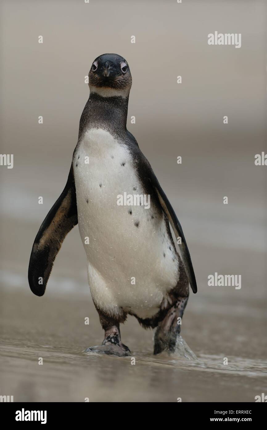 Penguin eye contact hi-res stock photography and images - Alamy