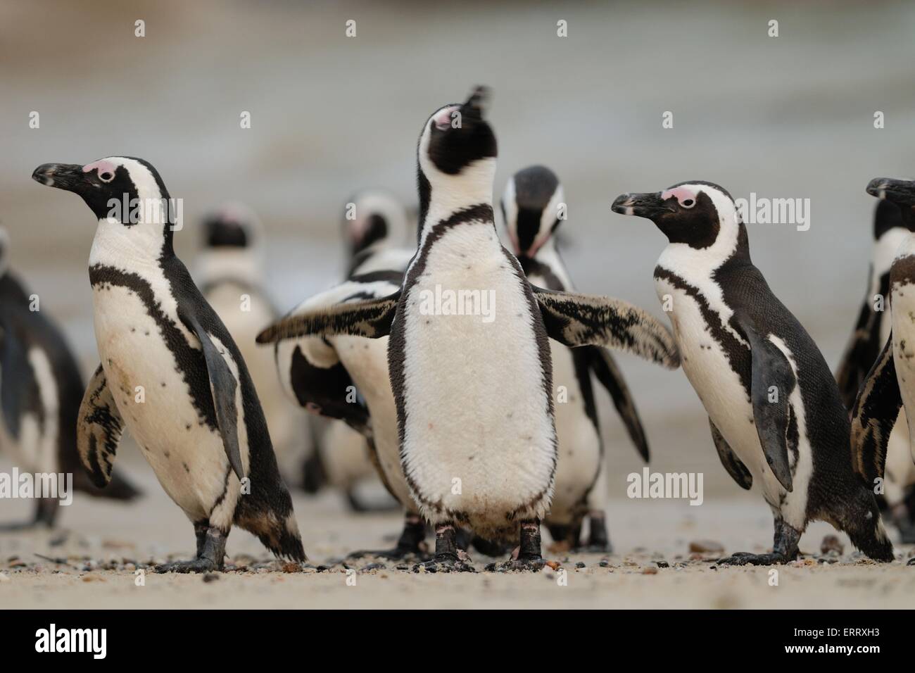 Penguins stands hi-res stock photography and images - Alamy