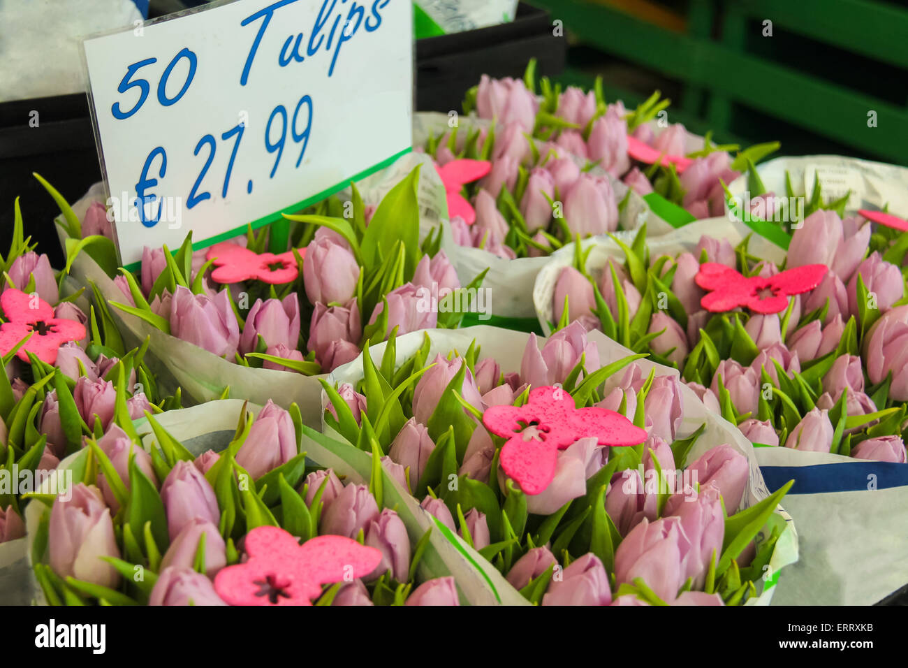 Sale of pink Dutch tulips decorated butterfly Stock Photo Alamy