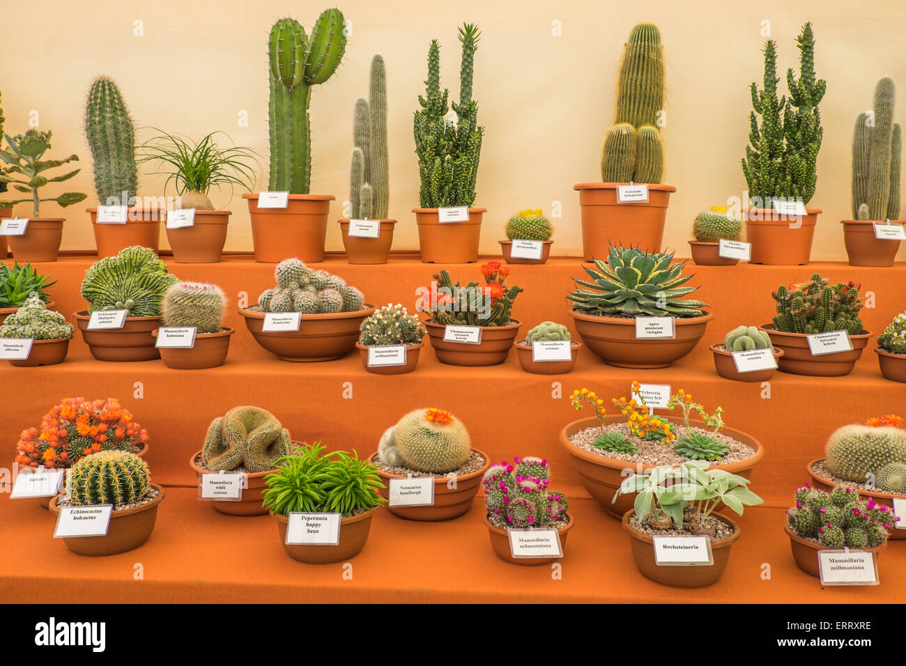 Cactus plants on display hi-res stock photography and images - Alamy