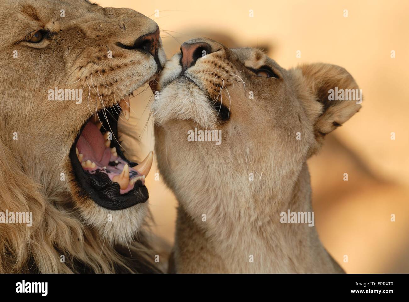 lions Stock Photo